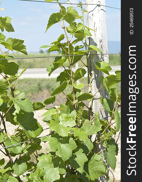 Green grape at the vineyard, South of Russia.