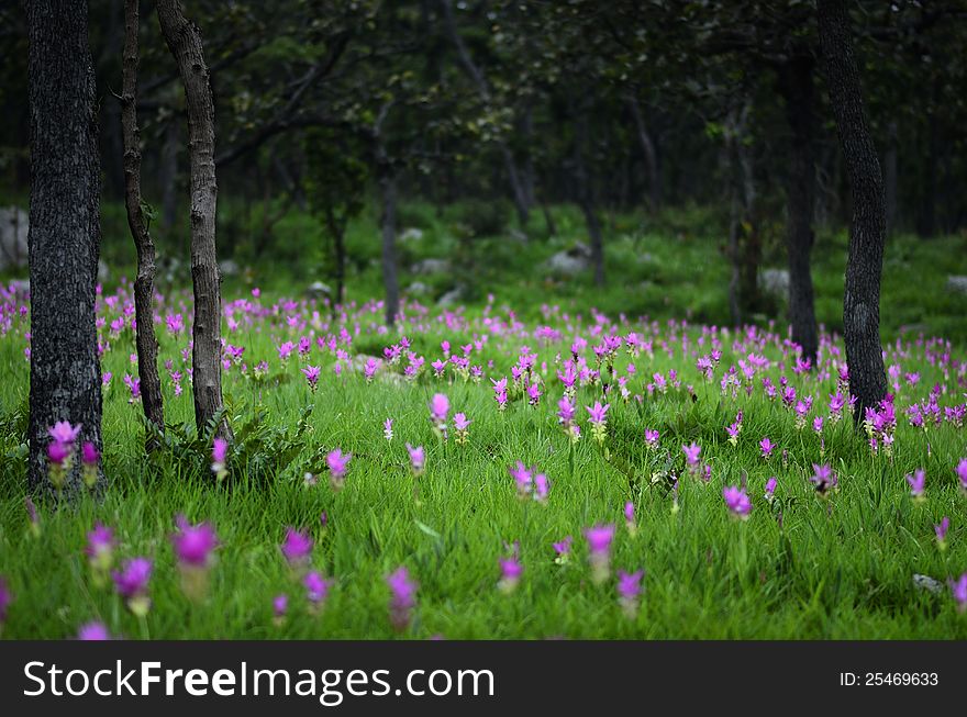 Siam Tulip in Forest
