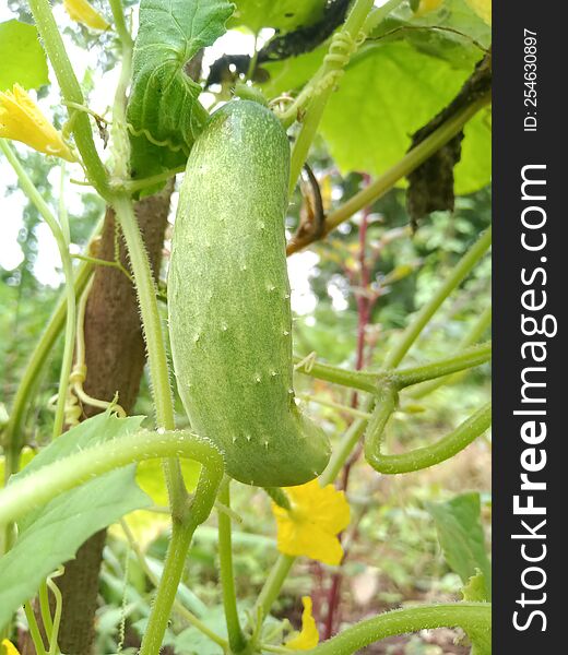 Cucumber growing on vine in agriculture farm