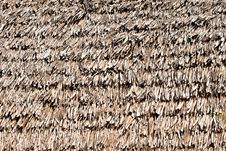Thatched Palm Leaf Roof Royalty Free Stock Image