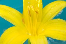 Beautiful Yellow Lily Flower On Water Stock Photography Beautiful Yellow Lily Flower On Water Stock Photography