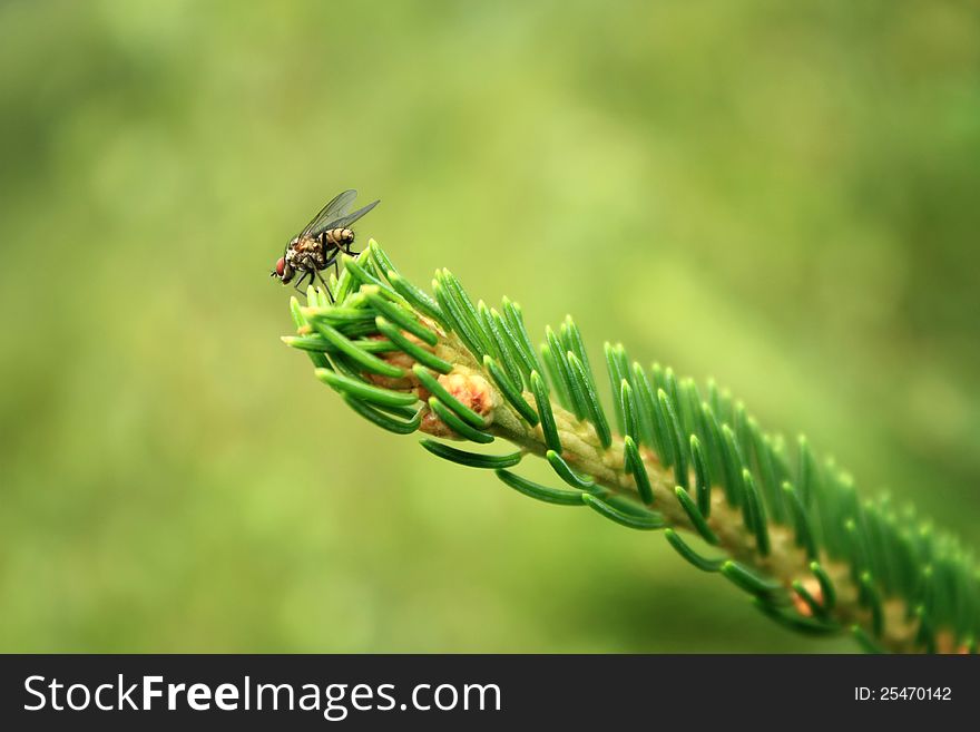 Fly on the pine branch isolated from the green background. Fly on the pine branch isolated from the green background