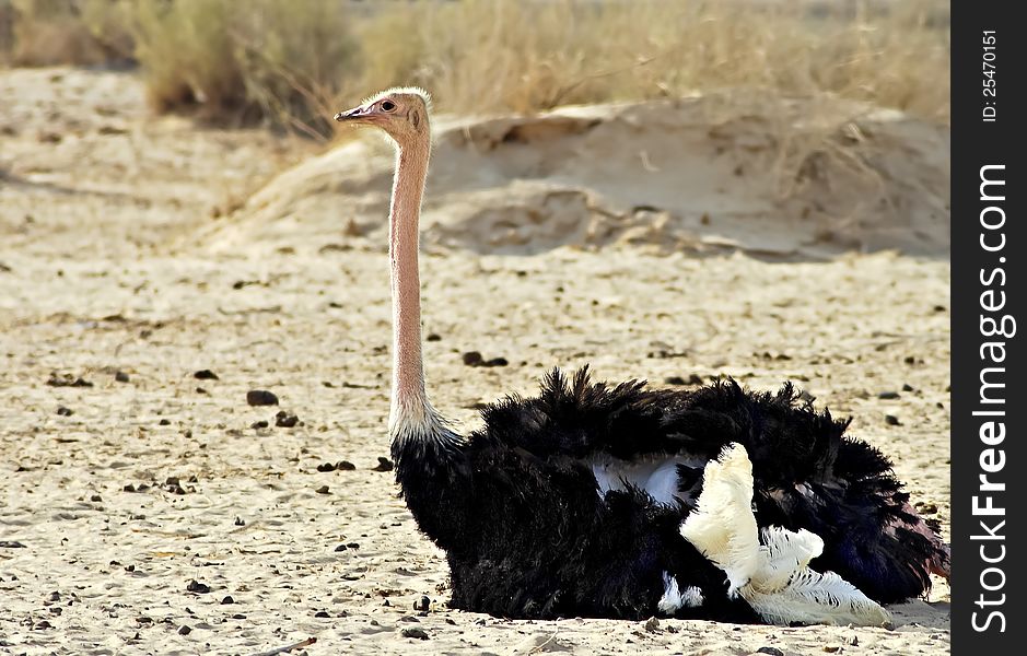 Male of African ostrich (Struthio camelus) in Hai Bar nature reserve park, 35 km north of Eilat, Israel. Male of African ostrich (Struthio camelus) in Hai Bar nature reserve park, 35 km north of Eilat, Israel