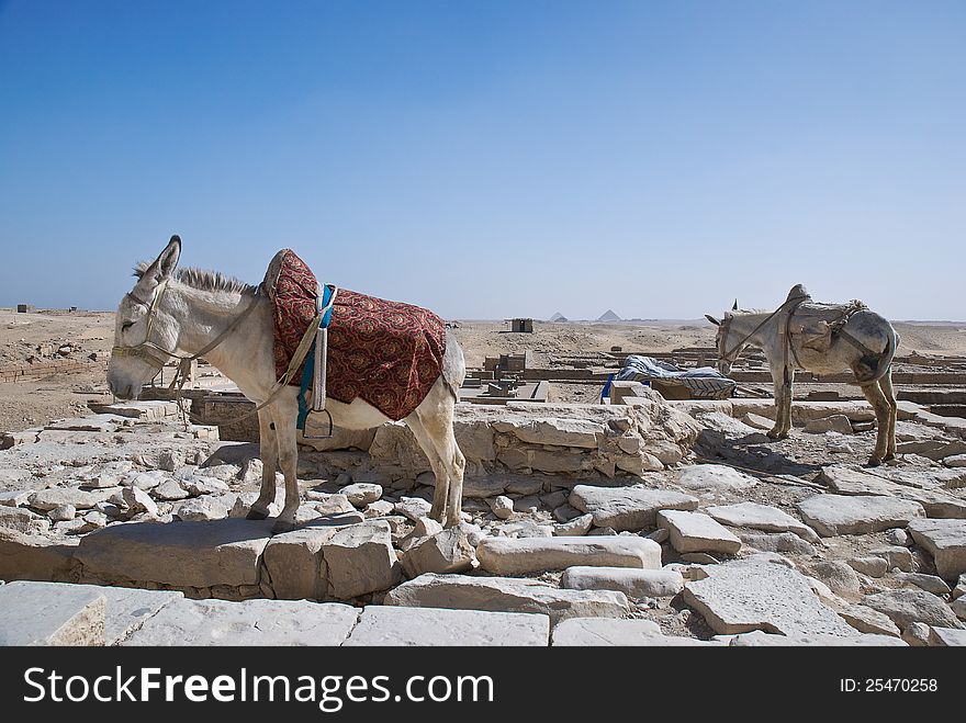 Wo donkeys standing in a rest area in the egyptian desert