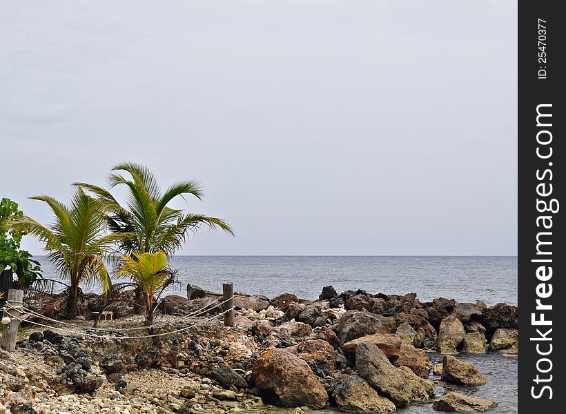 Palms And Rocky Shoreline