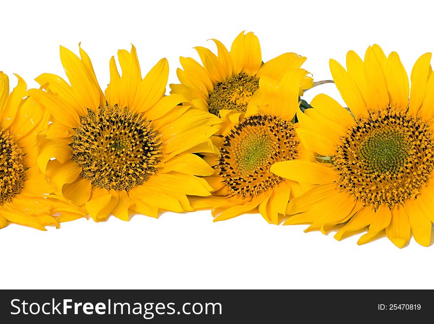 Sunflowers  on the white background