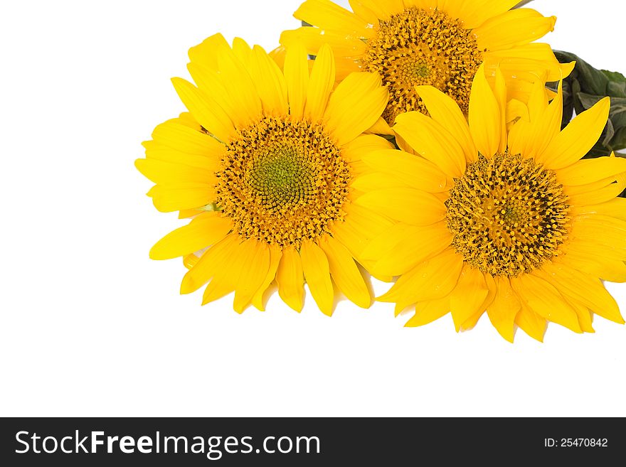 Sunflowers,  on a white background.