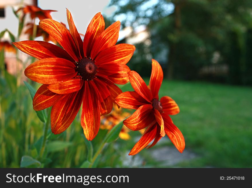 red calendula flower depth of field