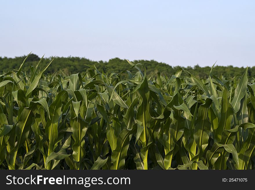 Leaves of maize with trees and sky in the background