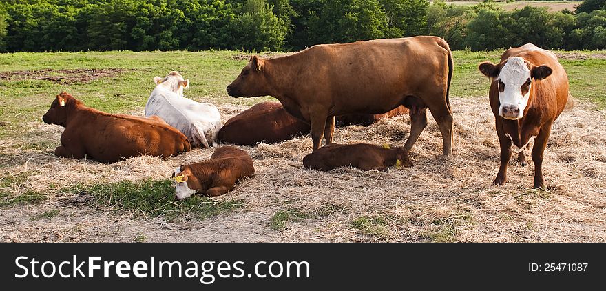 Cows and calves lay on the lawn