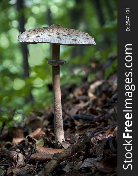 Cystolepiota edible in the woods on a green background defocused