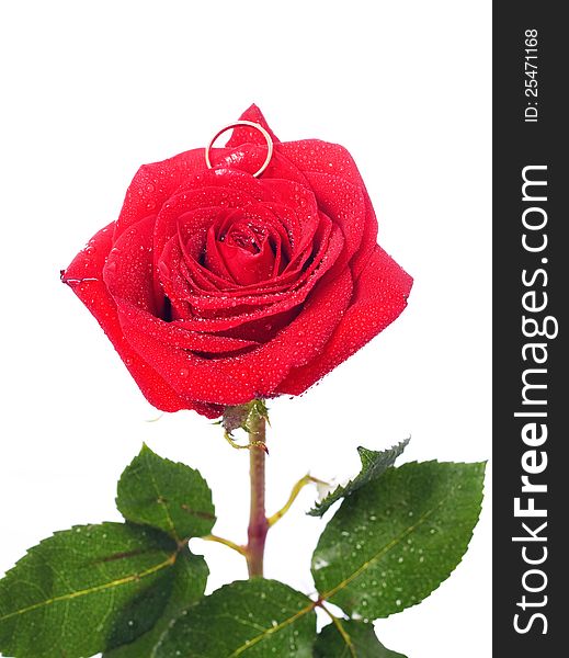 Red rose with a ring with jewels. Isolated on white. Red rose with a ring with jewels. Isolated on white