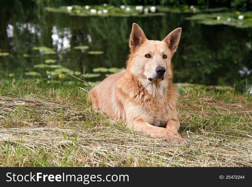 Homeless dog on the bank of lake in the park, Bila Tserkva, Ukraine. Homeless dog on the bank of lake in the park, Bila Tserkva, Ukraine