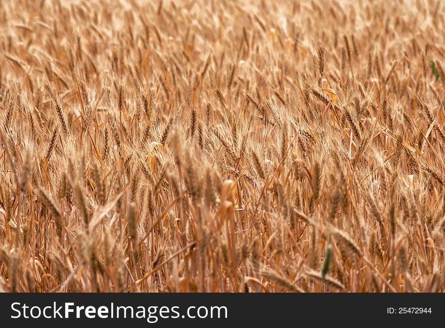 Ripening Ears Of Wheat Field