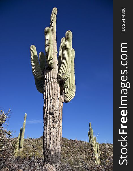 Large Saguaro Cactus in the Sonoran desert