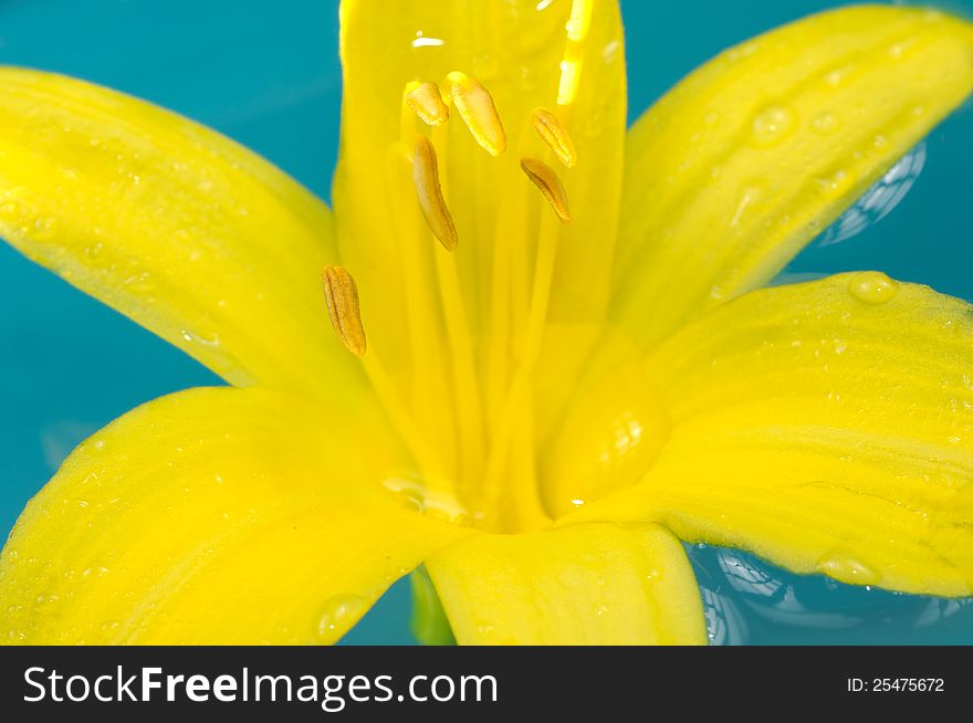 Beautiful Yellow Lily Flower on Water