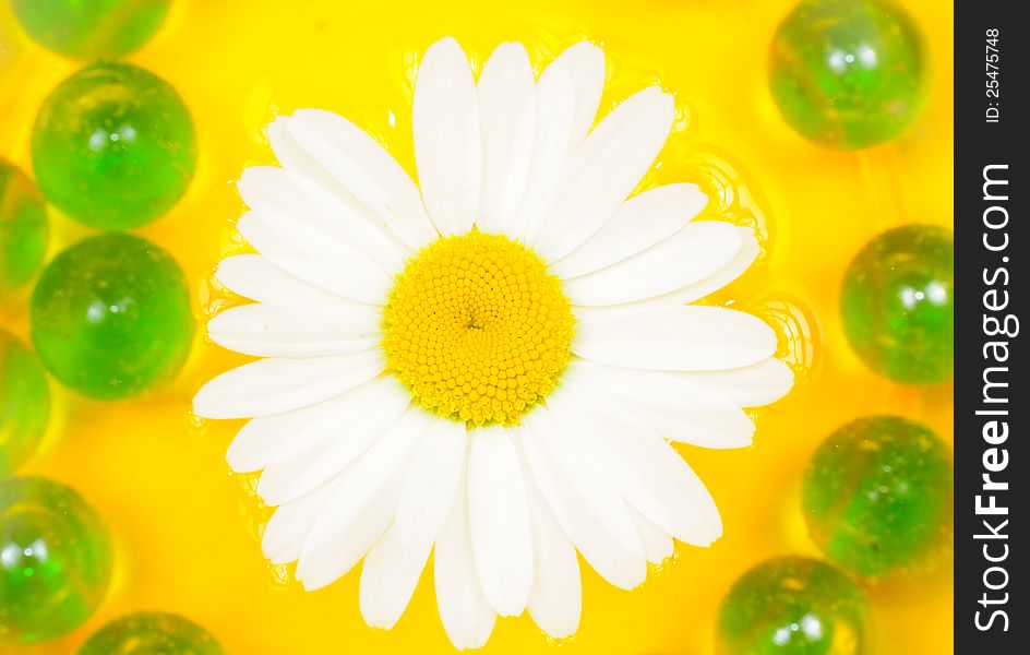 Beautiful Daisy Flower On Water