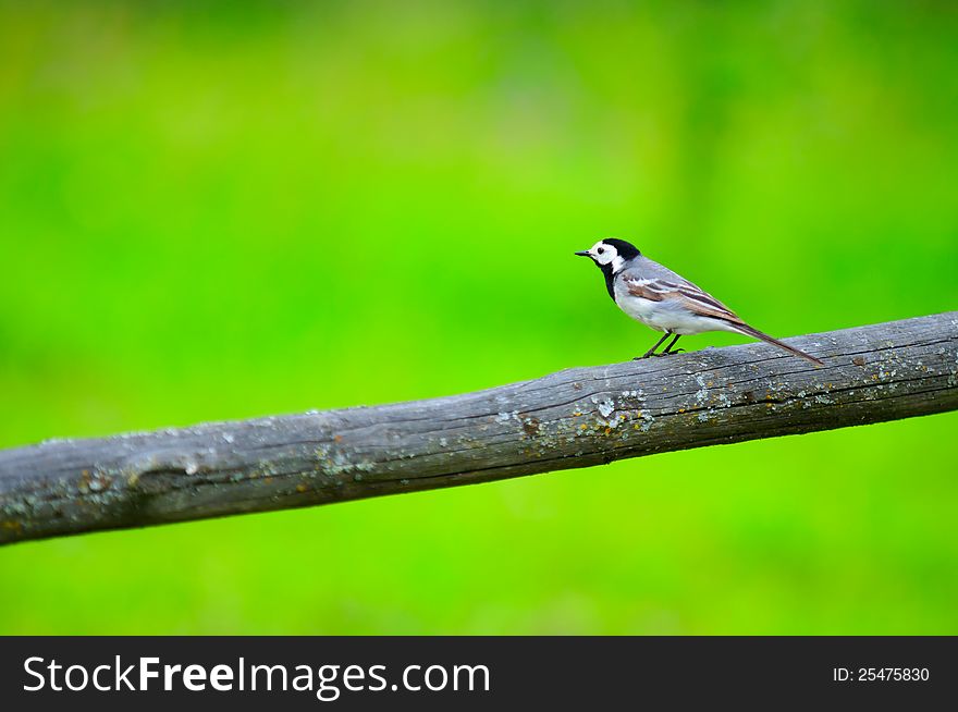 White Wagtail Bird Sitting on Perch