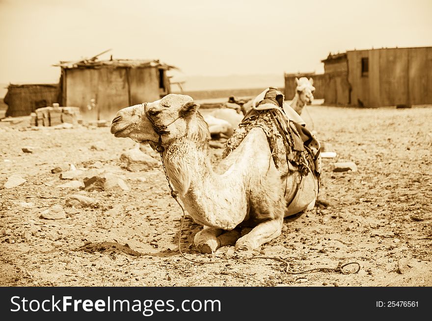 Camel parking in the village of Red Sea coast. Camel parking in the village of Red Sea coast