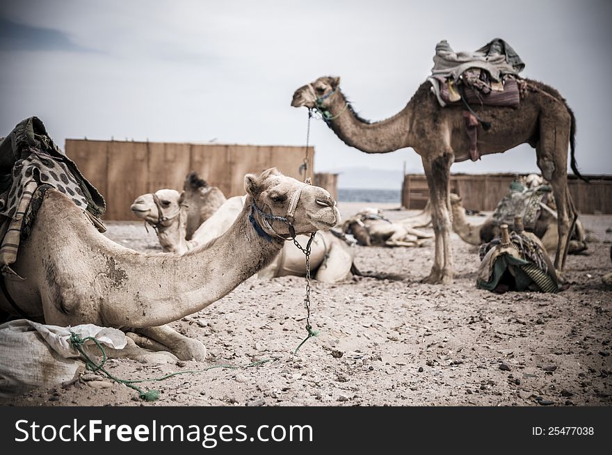 Camel parking in the village of Red Sea coast