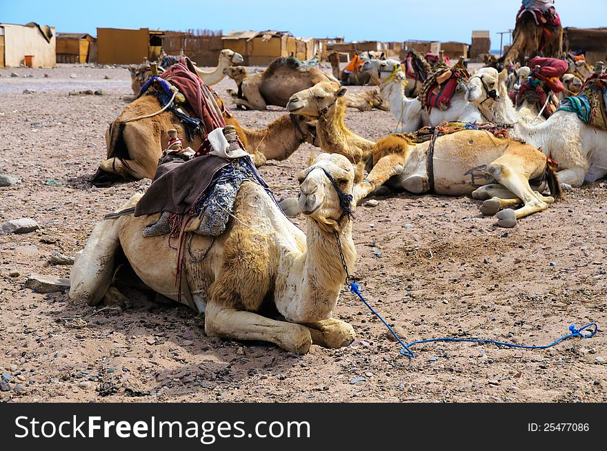 Camel parking in the village of Red Sea coast
