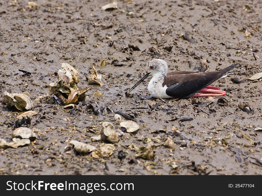 Black winged Stilt