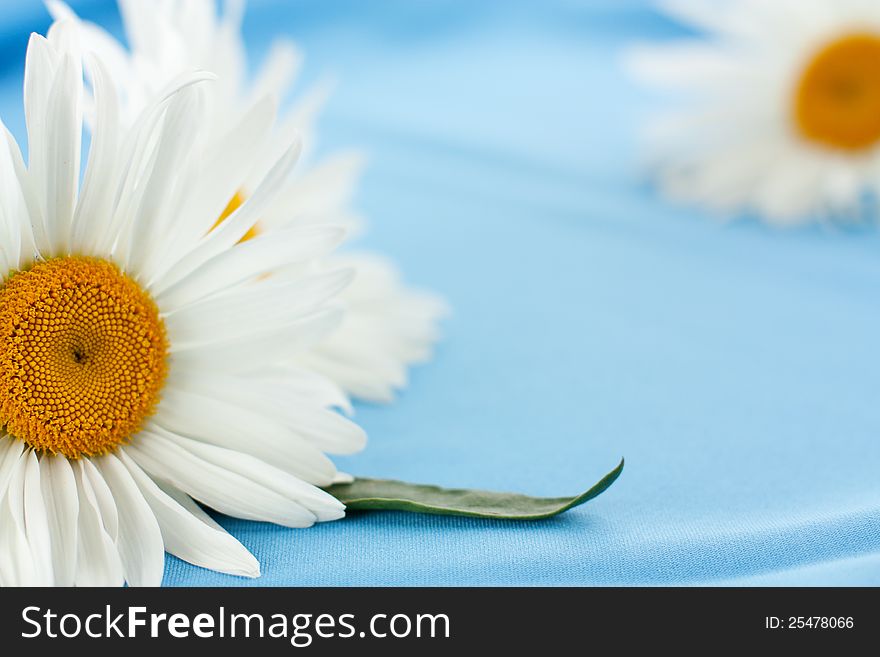 The large white daisies on blue fabric close-up