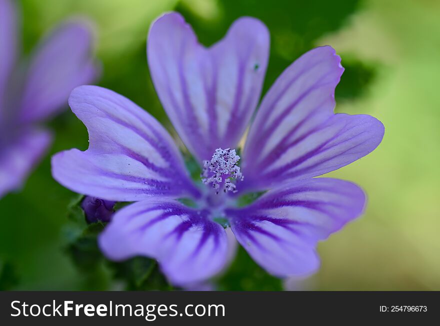 Malva flower  is a genus  in the family Malvaceae. English name mallow. The genus is widespread throughout the temperate, subtropical and tropical regions of Africa, Asia and Europe.