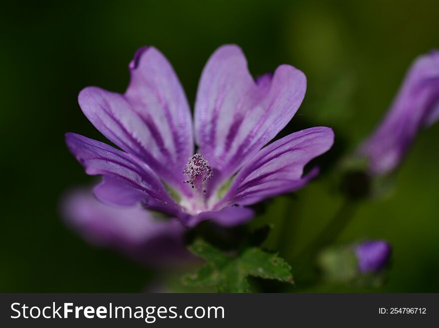 Malva flower  is a genus  in the family Malvaceae. English name mallow. The genus is widespread throughout the temperate, subtropical and tropical regions of Africa, Asia and Europe.