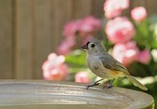 Tufted Titmouse, Baeolophus Bicolor, Drinking Royalty Free Stock Photo