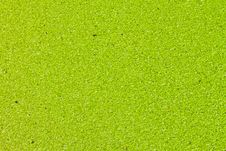 Green Duckweed. Royalty Free Stock Image Green Duckweed. Royalty Free Stock Image