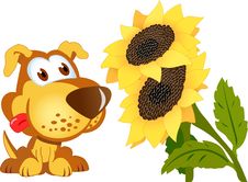 Yellow Sunflowers And Puppy Royalty Free Stock Image