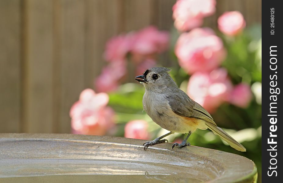 Tufted titmouse, Baeolophus bicolor, standing on a bird bath. Tufted titmouse, Baeolophus bicolor, standing on a bird bath