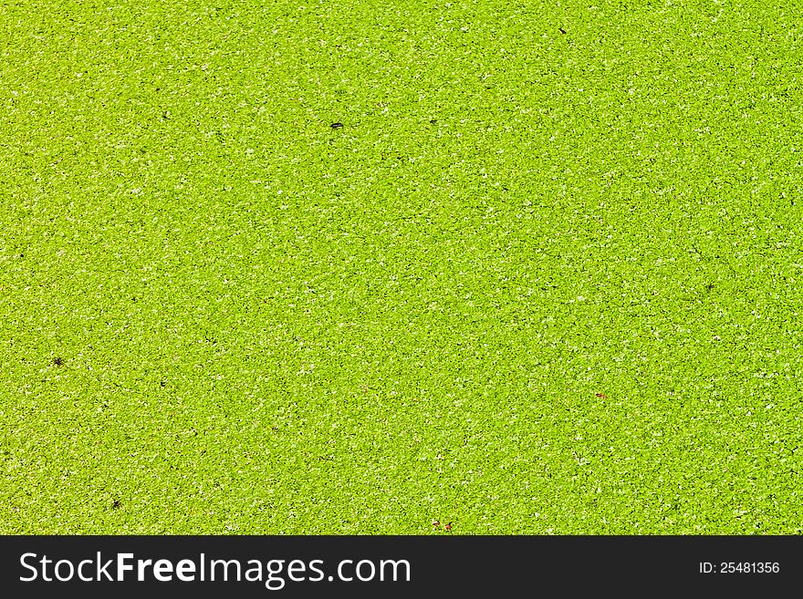 The surface is covered with green duckweed.