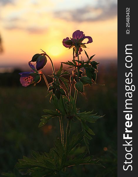 Purple flower in the field at sunset