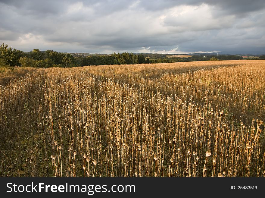 Poppy field