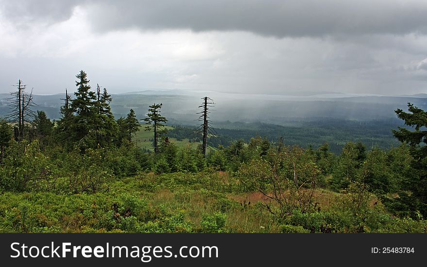 Forest landscape with overcast skies and rain. Forest landscape with overcast skies and rain