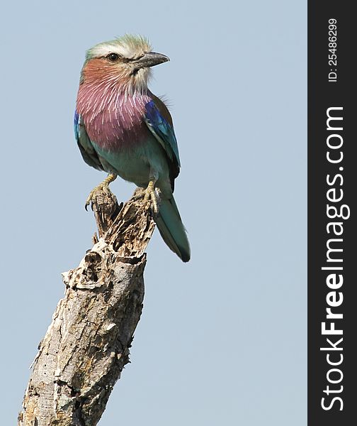 Lilacbreasted Roller : Coracias Caudata : South Africa