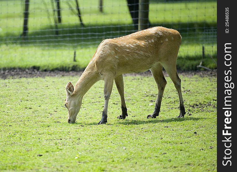 Deer Grazing On A Farmland