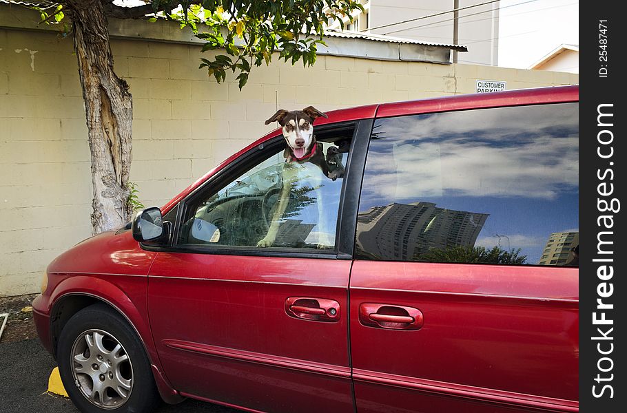 A dog waiting in the car. A dog waiting in the car