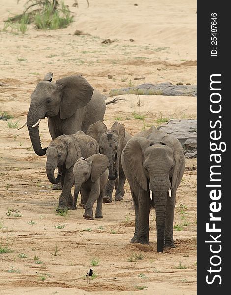 African Elephant &x28;Loxodonta Africana&x29;