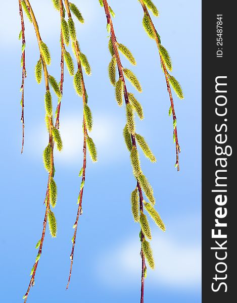 Branch of a willow in the spring close up. Branch of a willow in the spring close up