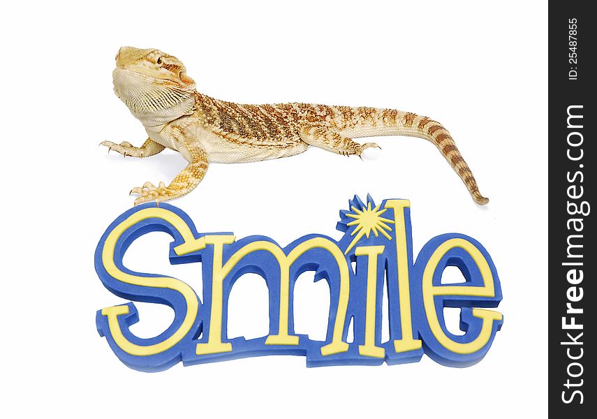 Bearded Dragon can Smile