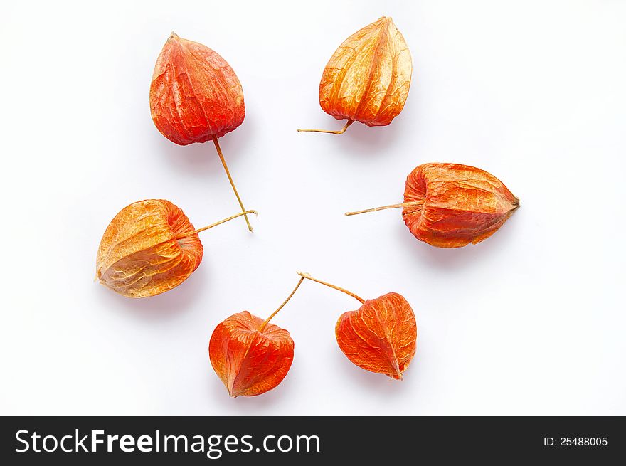 Autumn plant Physalis, isolated on a white background