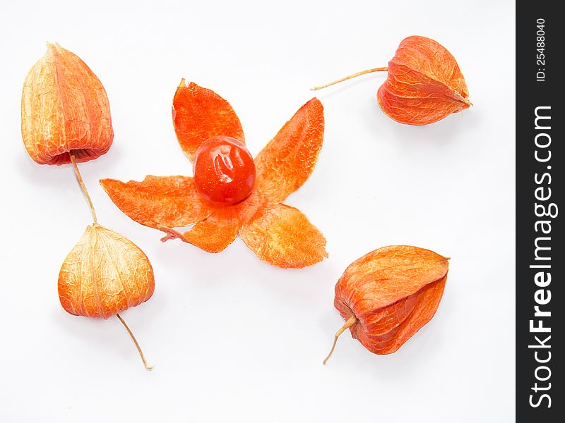 Physalis peruviana, completely isolated over white background. Physalis peruviana, completely isolated over white background