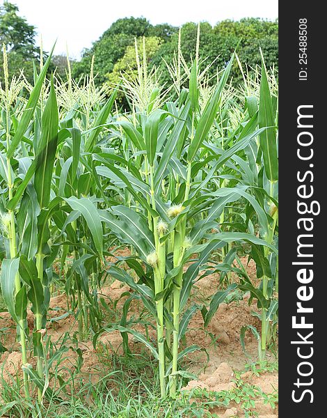 Corn tree in the field, Thailand. Corn tree in the field, Thailand