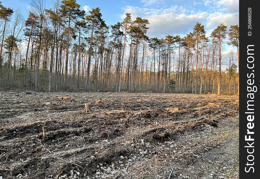 A forest in the village of Kaletnik near ÅÃ³dÅº