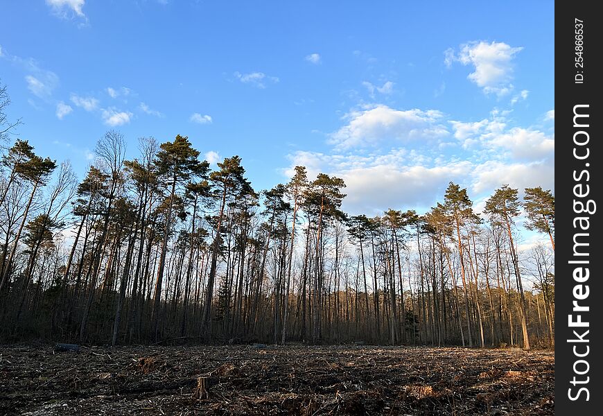 A forest in the village of Kaletnik near Łódź