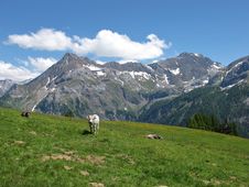 Cattle In The Swiss Alps Royalty Free Stock Photos