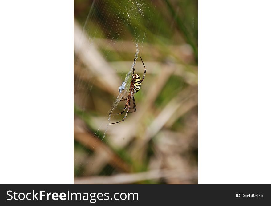 Closeup of a spider on a web